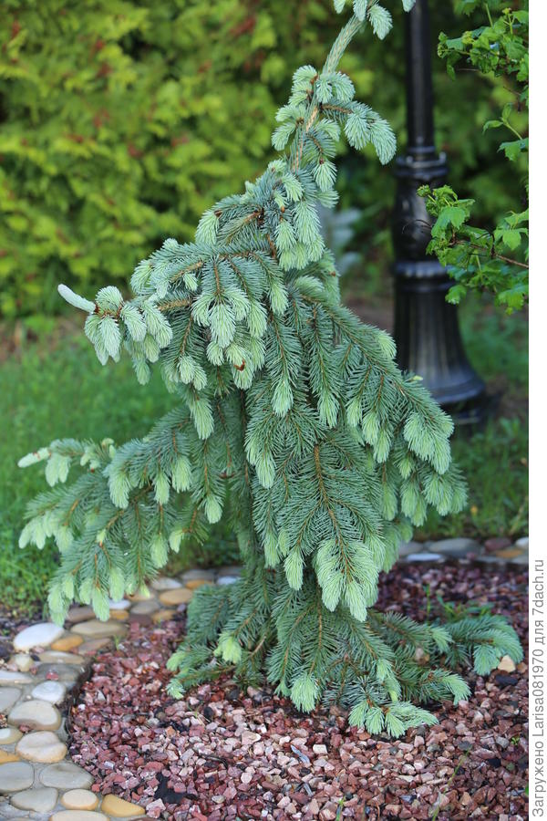 Ель Engelmannii "Pendula"