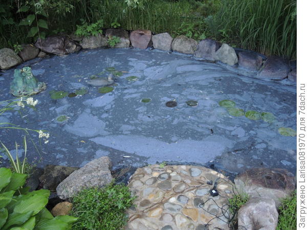 После дождя, хермес с лиственницы.