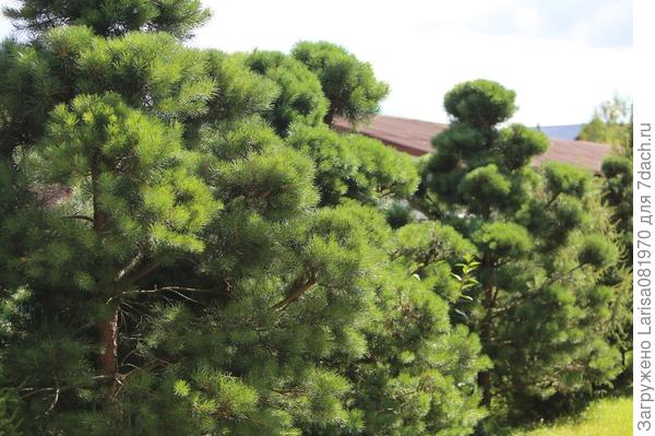 Обработка стриженных  сосен ранней весной, от гусениц.