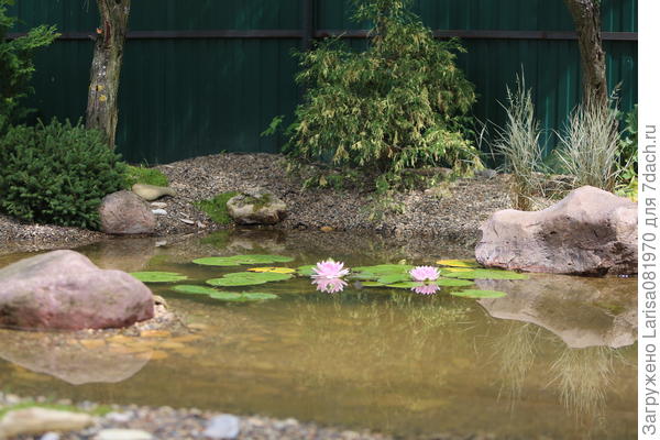 Водные растения