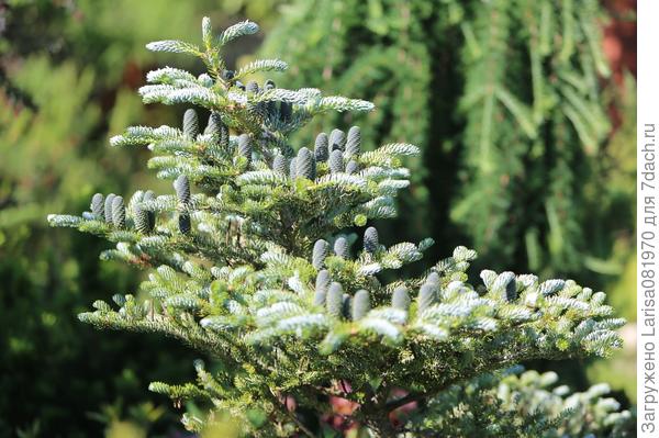 Picea pungens white ghost описание