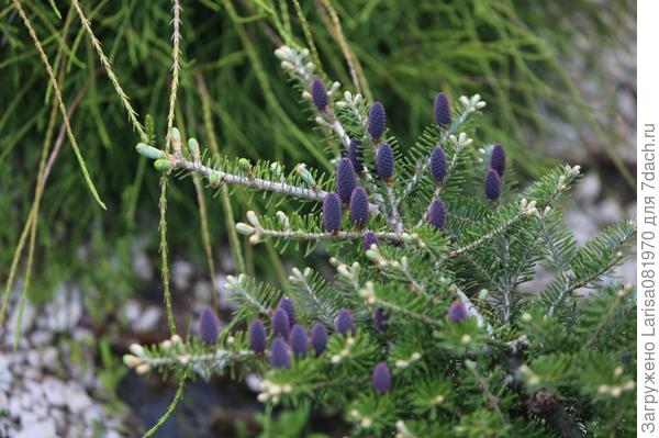 Picea pungens white ghost описание