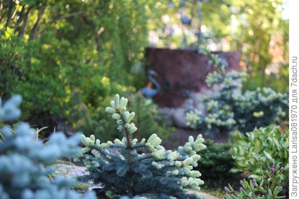 Picea pungens white ghost описание