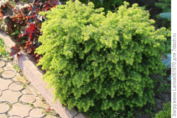 Picea pungens white ghost описание