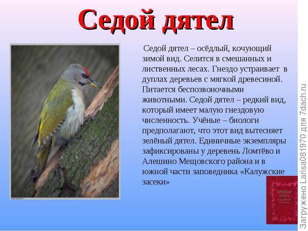 седой дятел