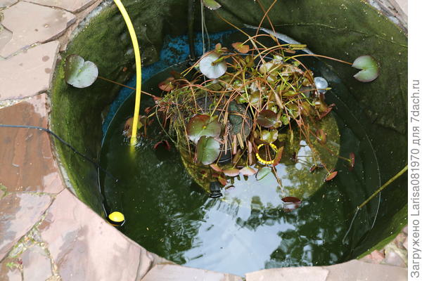 Ёмкость 1,5 кубов, глубина 1, 6 метра, стоят на столе, для них большая глубина, пруд рассчитан для зимовки карпа кои и карася.