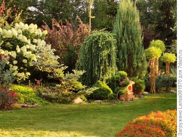 Метельчатые прекрасно цветут.