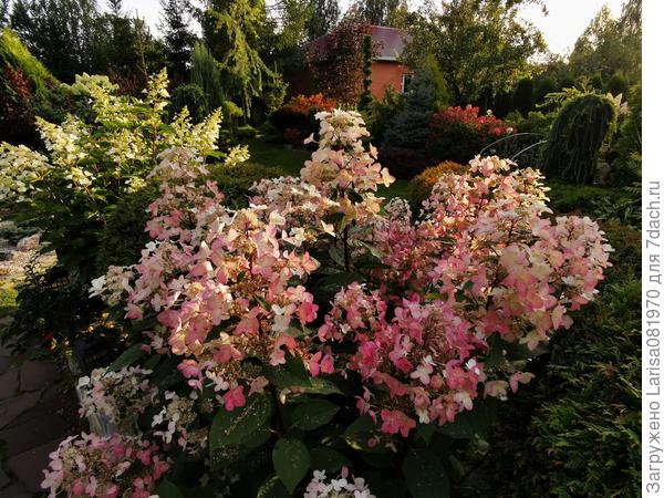 метельчатая Эрли сенсейшн.