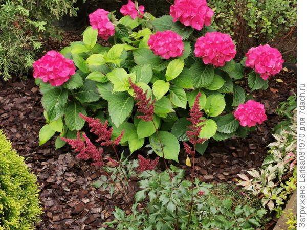 Эта цвести не будет если не убирать на зиму. И в маленьком горшке всего 10 литров.