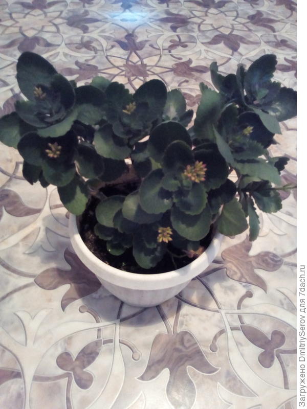 Подскажите пожалуйста название цветка