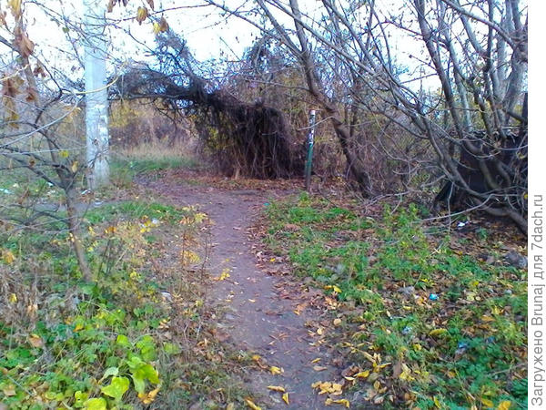 мне направо перед этими свисающими ветками...