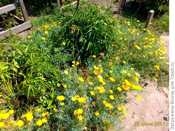 Вот, сама распространилась, а я и не против, радует всё лето и осень.