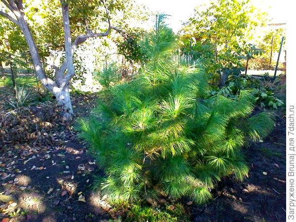 Сосна на новом месте.