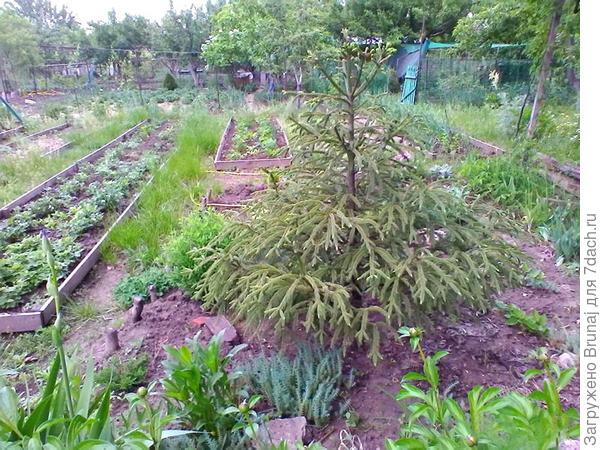 При пересадке поливала раствором корневина, уж очень мне хотелось её сохранить тогда. Летом почти каждый день устраивала ей душ из шланга. Пока жива.