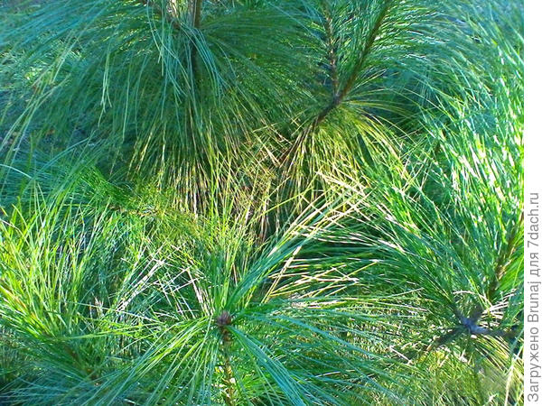 Мягонькаяяя, глажу и балдею...