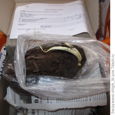 Лилейник. Подарок.