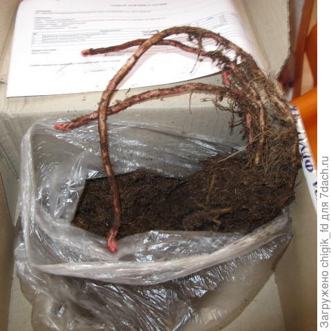 Вербейник клетровидный.