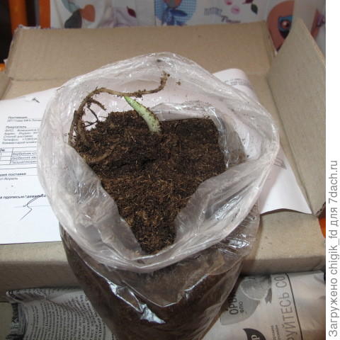 Пальчатокоренник.