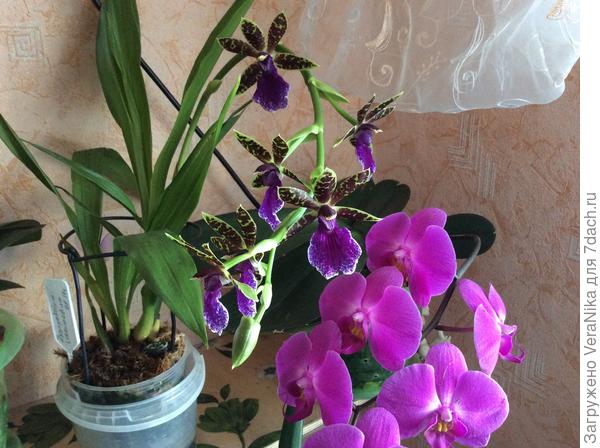 Зигопеталум &amp;amp;laquo;Трози блю&amp;amp;raquo; распустился