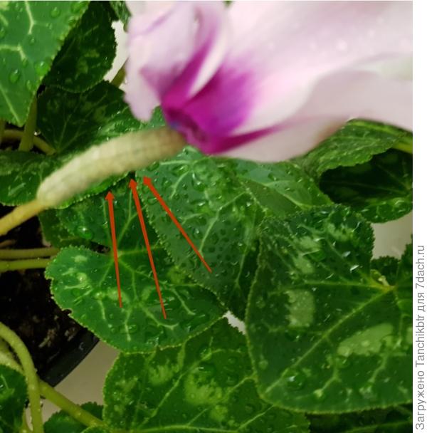 Огромная гусеница на Цикламене