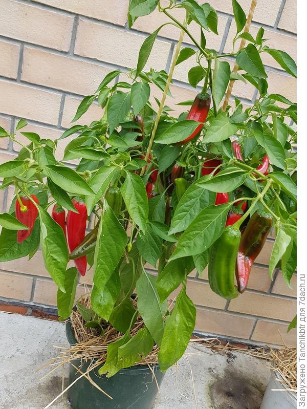 Слоновый хобот