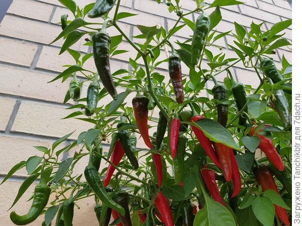 Двойное изобилие