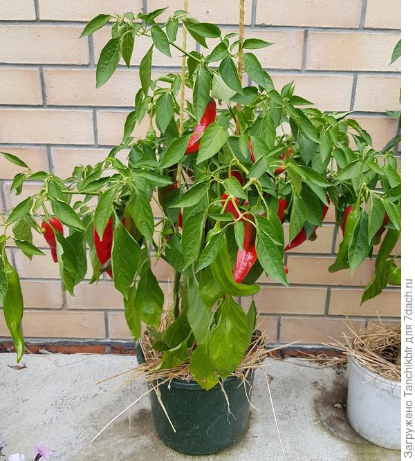 Слоновый хобот