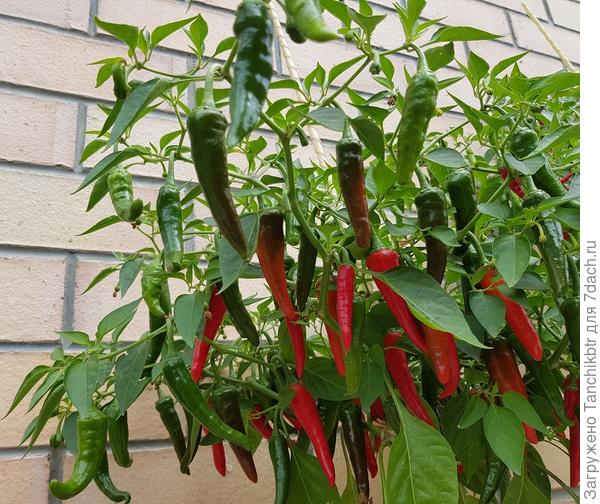 Двойное изобилие