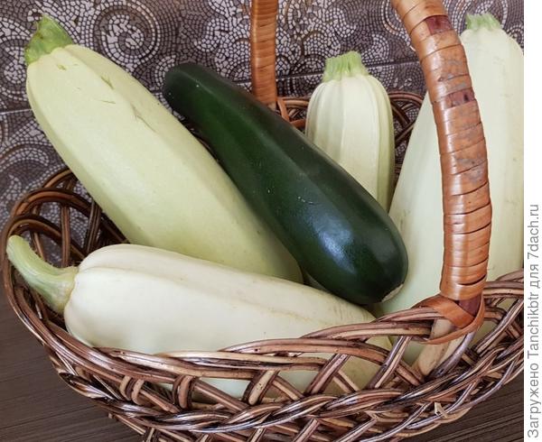 Кабачок белоплодный Корнишонный
