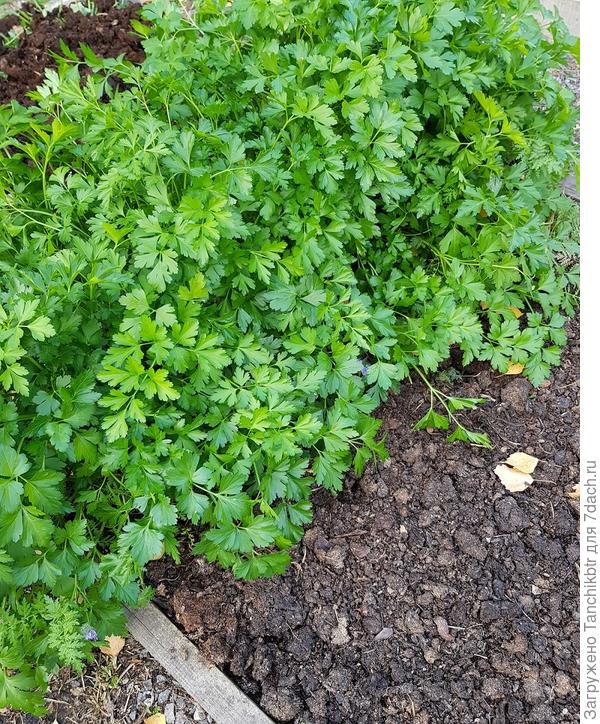 Петрушка &laquo;Итальянский гигант&raquo; на грядке