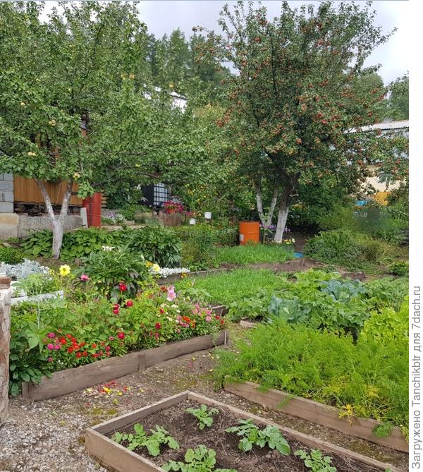 деревья в саду