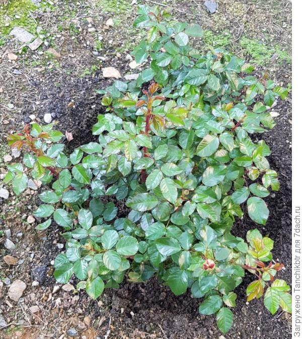 роза, пересаженная из сада в 2018 г.