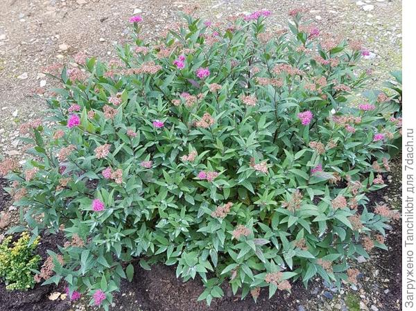 Спирея, выращенная самостоятельно из черенка