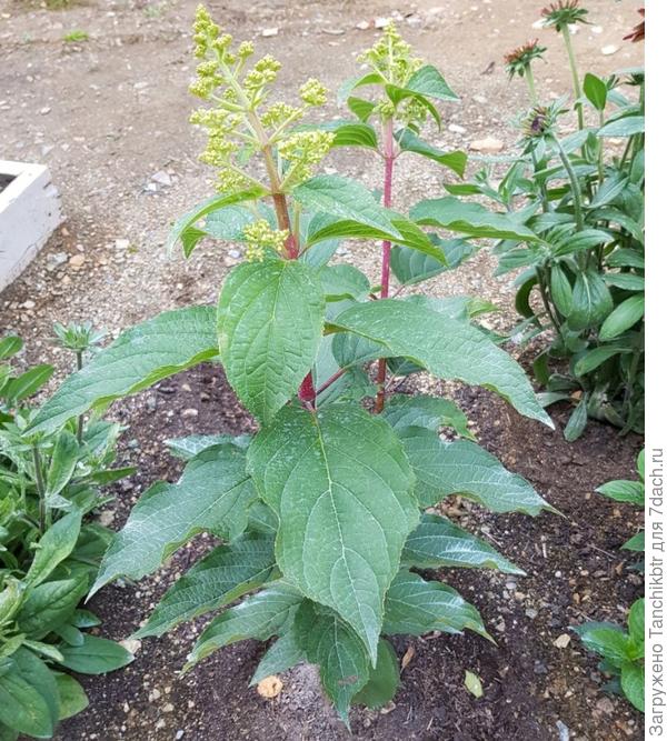 Гортензии &quot;одногодки&quot;