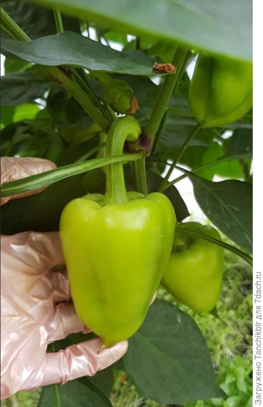 что по факту выросло