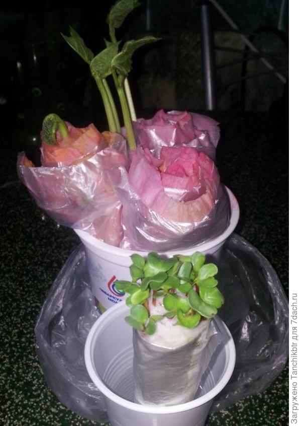 "Улитка" без земли