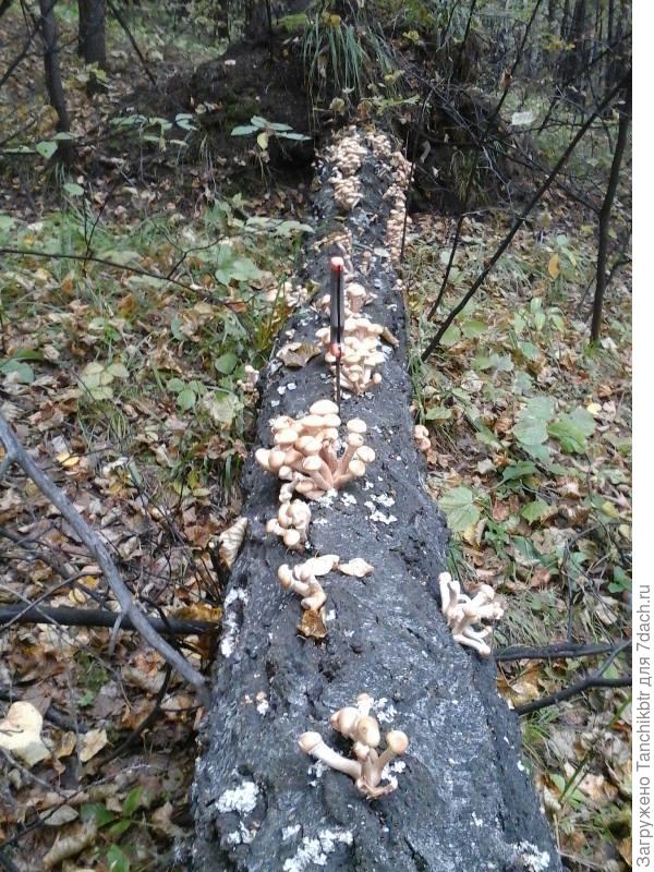 Равняйсь! Смирно! Группами в корзину марш!