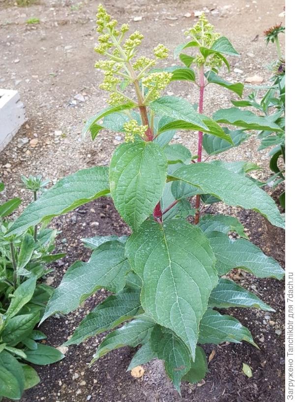 Безымянные гортензии в середине сентября