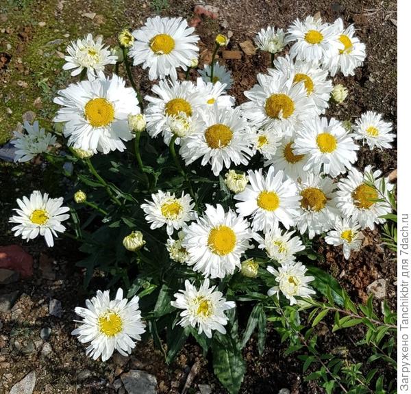 Ромашка махровая Крэйзи Дэйзи