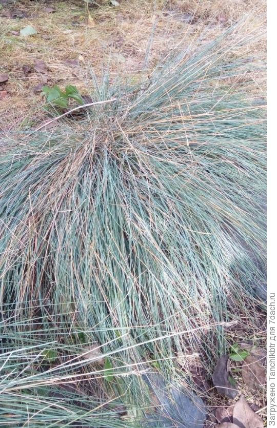 Булавоносец седоватый Спики Блу