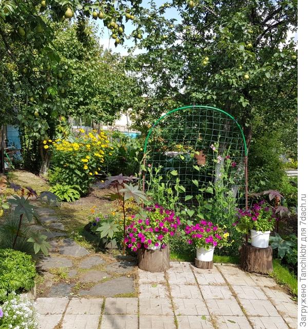 Неизвестная желтая ромашка на заднем фоне..а, может, и не ромашка вовсе