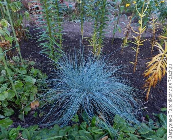 Овсяница ледниковая Синичка