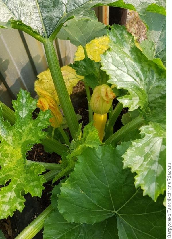 Плодов было о силы 3-5 штуки за весь сезон