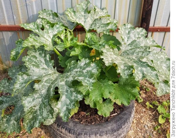 Впервые вырастила &amp;quot;Кабачок цуккини Ананасный&amp;quot; - ни о чем.