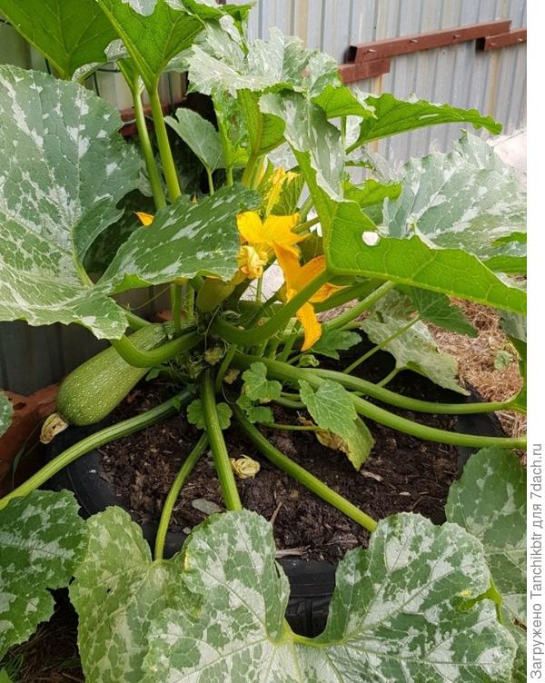 Кабачок &amp;quot;Кавили&amp;quot; Давно выращиваю, вкус хороший не плодовитый
