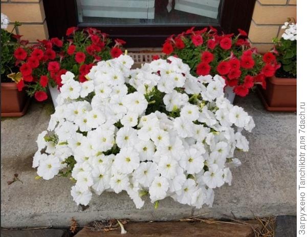 Шок Вейв Ред на заднем фоне