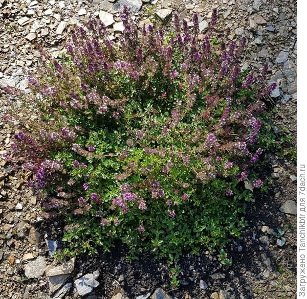 Чабрец Парпл (Биотехника)