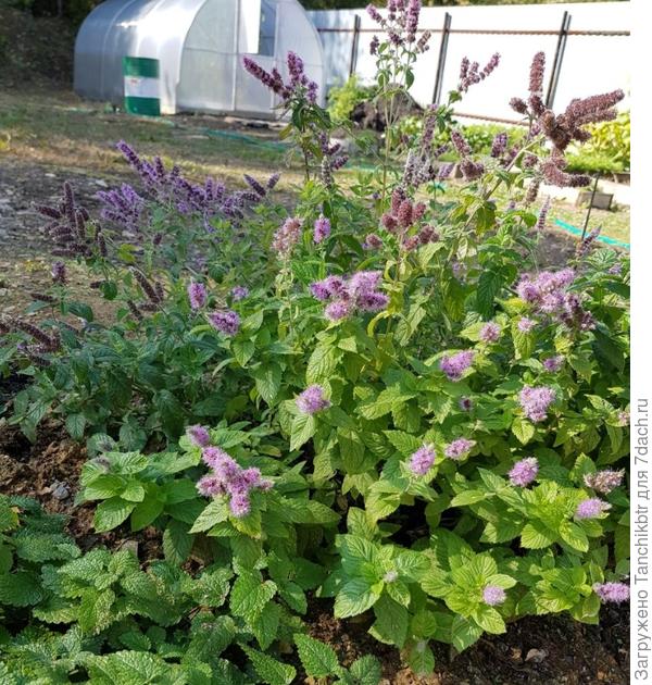 Мята Москвичка (русский огород) - пересорт