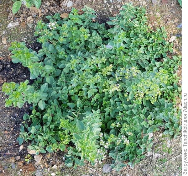 Орегано Греческий (Плазменные семена)