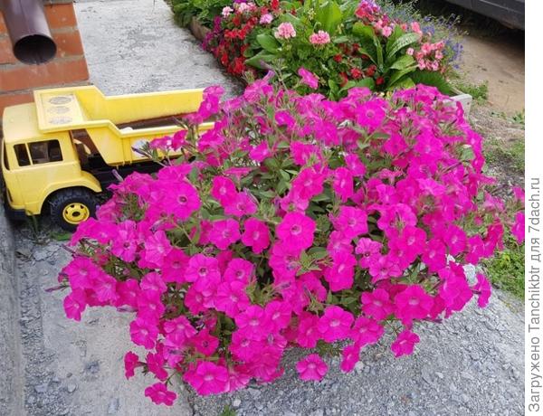 Петуния (минитуния) суперкаскадная Прилив Пурпурный (Гавриш) – всё ничего, но сильно повреждается ветром + цвет, как по мне, не соответствует заявленному на упаковке